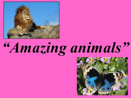 “Amazing animals”.