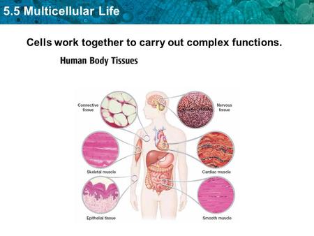 5.5 Multicellular Life Cells work together to carry out complex functions.