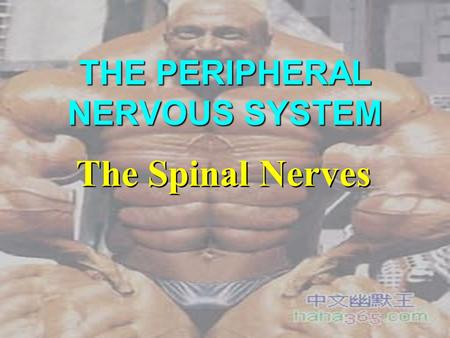THE PERIPHERAL NERVOUS SYSTEM The Spinal Nerves. 1. General Description  31 Pairs of Spinal Nerves Cervical Nerves : 8 pairs Thoracic Nerves : 12 pairs.