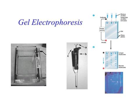Gel Electrophoresis.