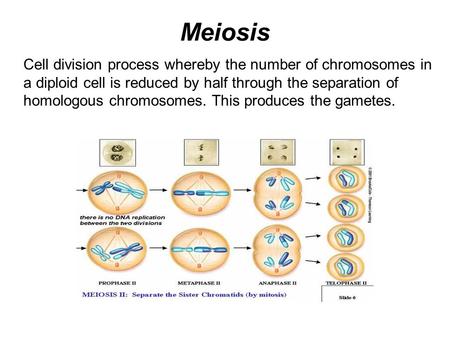 Meiosis Cell division process whereby the number of chromosomes in a diploid cell is reduced by half through the separation of homologous chromosomes.