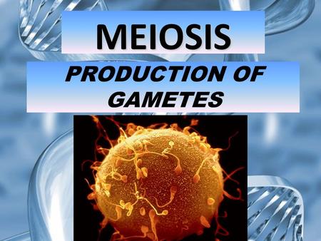 PRODUCTION OF GAMETES MEIOSIS 1.  eo/phases-of- meiosis?playlist=Biology KHAN ACADEMY LINK TO MEIOSIS.