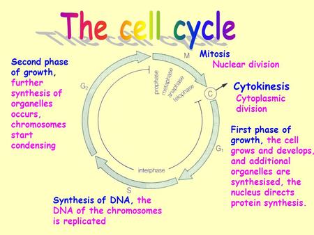 The cell cycle Cytokinesis Mitosis