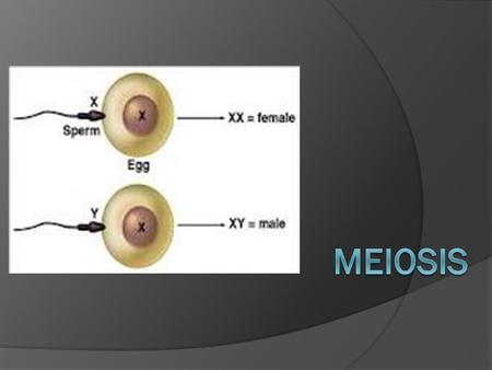 Meiosis  Meiosis: a process of cell division in which the number of chromosomes per cell is cut in half through the separation of homologous chromosomes.