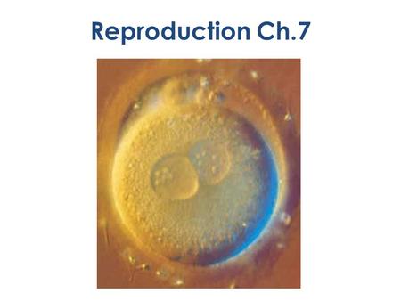 Reproduction Ch.7. Asexual Reproduction One parent The prokaryotic chromosome is a ring of DNA Binary fission-bacteria – Cell splits in two – Produces.