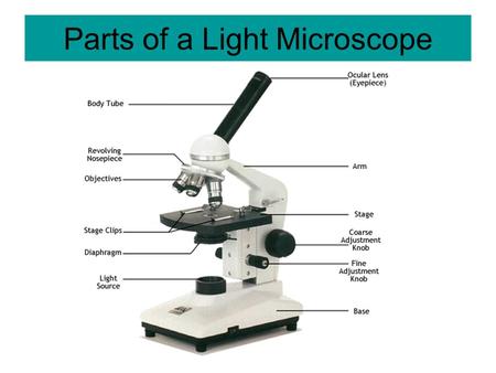 Parts of a Light Microscope