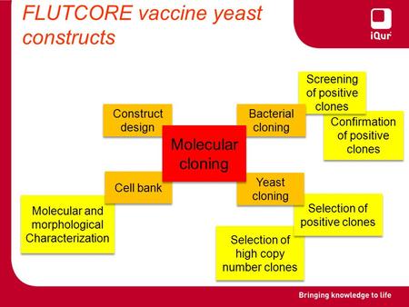 Confirmation of positive clones Screening of positive clones Selection of high copy number clones Selection of positive clones FLUTCORE vaccine yeast constructs.