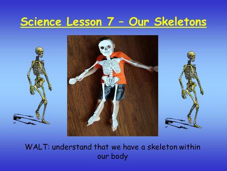 Science Lesson 7 – Our Skeletons WALT: understand that we have a skeleton within our body.