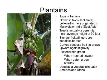Plantains Type of banana Grown in tropical climate; believed to have originated in Malaysia or India (East Asia) Tree is actually a perennial herb; average.