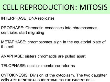 CELL REPRODUCTION: MITOSIS INTERPHASE: DNA replicates PROPHASE: Chromatin condenses into chromosomes, centrioles start migrating METAPHASE: chromosomes.