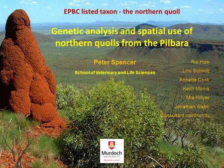 EPBC listed taxon - the northern quoll Genetic analysis and spatial use of northern quolls from the Pilbara Peter Spencer School of Veterinary and Life.