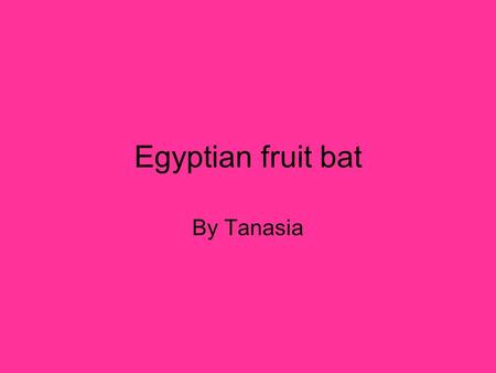 Egyptian fruit bat By Tanasia. Where in the world is it found? Its found in dark caves and trees in Africa.