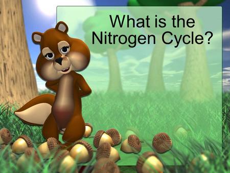 What is the Nitrogen Cycle?