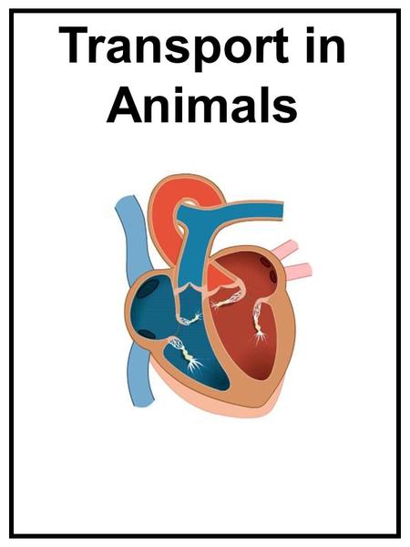 Transport in Animals. Open or closed circulatory system Open e.g. insects Closed, e.g. Mammals, earthworms.