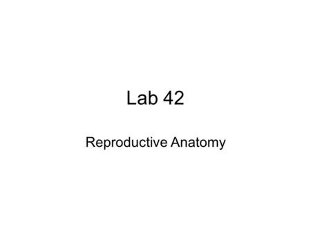 Lab 42 Reproductive Anatomy. Be able to identify the following tissues microscopically: testes (seminiferous tubules), ovary (stages), sperm, mammary.