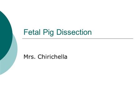 Fetal Pig Dissection Mrs. Chirichella.