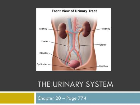 THE URINARY SYSTEM Chapter 20 – Page 774. Function  Maintain homeostasis through composition, pH, and volume  Excretes foreign substances.