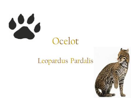 Ocelot Leopardus Pardalis.