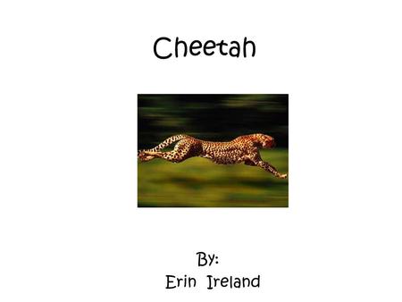 Cheetah By: Erin Ireland.