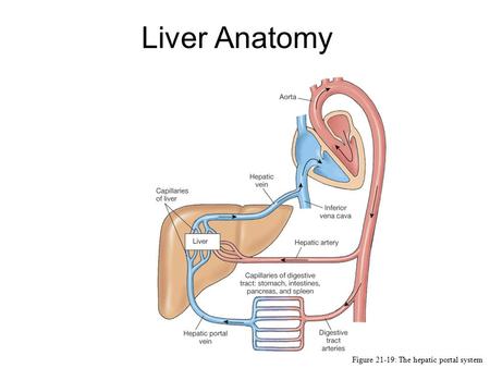 Liver Anatomy Figure 21-19: The hepatic portal system.