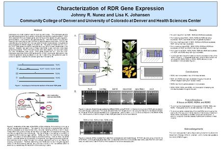 Characterization of RDR Gene Expression Johnny R. Nunez and Lisa K. Johansen Community College of Denver and University of Colorado at Denver and Health.