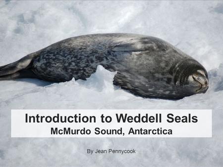 Introduction to Weddell Seals McMurdo Sound, Antarctica By Jean Pennycook.