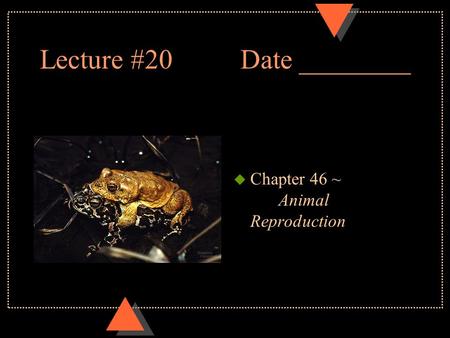 Lecture #20 Date ________ u Chapter 46 ~ Animal Reproduction.