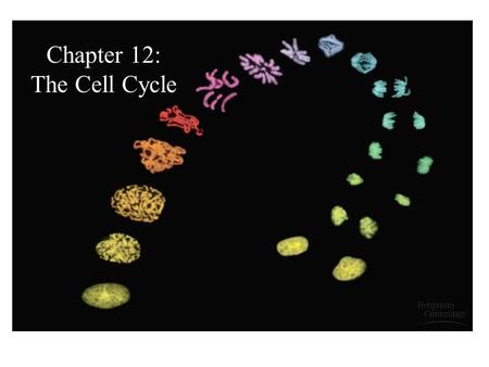 Chapter 12: The Cell Cycle. The Cell Cycle  A. The Role of Cell Division Purposes of Cell Division (Or, one reason we need that ATP from Cellular Respiration.