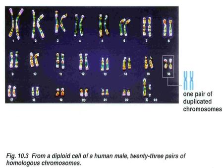 Meiosis Diploid (2N) – 2 sets of chromosomes 1) In humans what is the diploid chromosome number? Haploid (N) – 1 set of chromosomes 2) In humans what.
