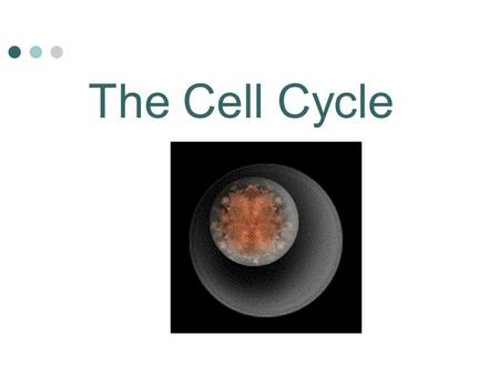 The Cell Cycle. What is the Cell Cycle ? The sequence of growth and division in a cell is the Cell Cycle. Certain fly embryos have cell cycles that last.