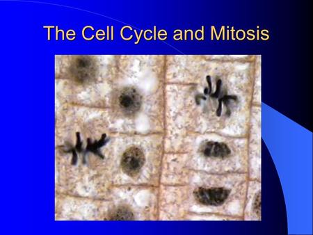The Cell Cycle and Mitosis. What is Mitosis? Mitosis is the process by which eukaryotic cells divide. Prokaryotes divide through a simpler process called.
