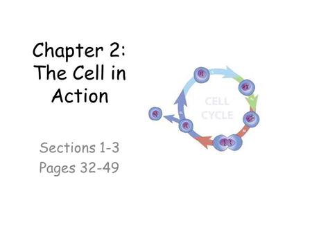 Chapter 2: The Cell in Action Sections 1-3 Pages 32-49.