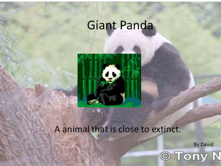 Giant Panda A animal that is close to extinct. By David.