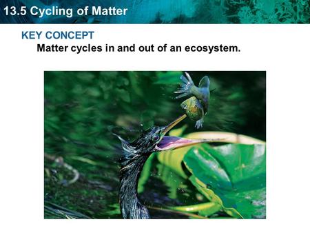 13.5 Cycling of Matter KEY CONCEPT Matter cycles in and out of an ecosystem.