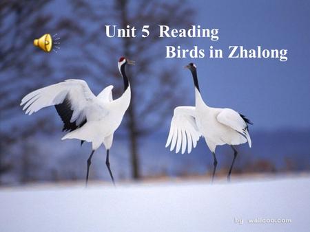 Unit 5 Reading Birds in Zhalong. Help!! ( 观鸟俱乐部）