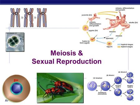 Meiosis & Sexual Reproduction.