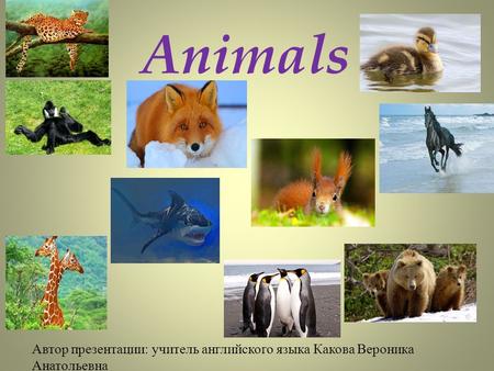 Animals Автор презентации: учитель английского языка Какова Вероника Анатольевна.