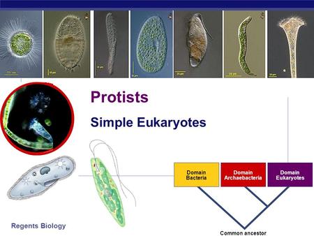 Regents Biology 2006-2007 Domain Bacteria Domain Archaebacteria Domain Eukaryotes Common ancestor Protists Simple Eukaryotes.