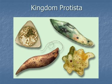 Kingdom Protista. If you look at a drop of pond water under a microscope, all the little creatures you see swimming around are protists. If you look.