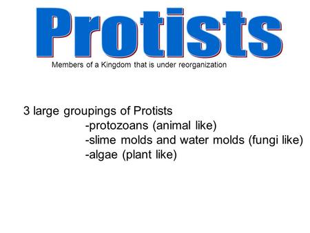 3 large groupings of Protists -protozoans (animal like) -slime molds and water molds (fungi like) -algae (plant like) Members of a Kingdom that is under.