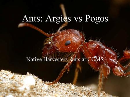 Ants: Argies vs Pogos Native Harvesters Ants at CCMS.