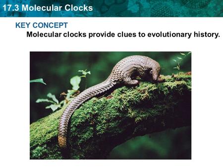 KEY CONCEPT  Molecular clocks provide clues to evolutionary history.