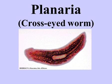Planaria (Cross-eyed worm). FLATWORMS (Platyhelminthes) INVERTEBRATES no backbone PROTOSTOMES blastopore becomes MOUTH.