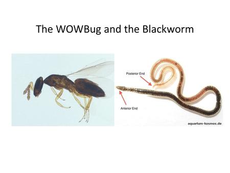 The WOWBug and the Blackworm