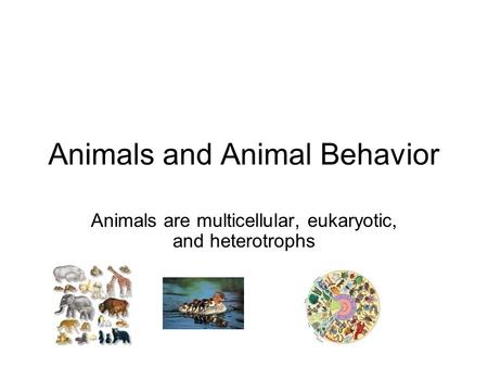Animals and Animal Behavior Animals are multicellular, eukaryotic, and heterotrophs.