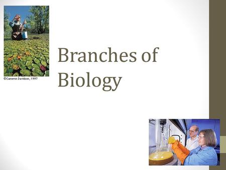 Branches of Biology. The Molecular Level Study the molecular units of life.