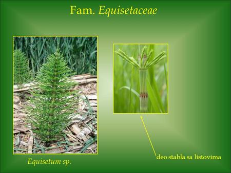 Fam. Equisetaceae Equisetum sp. deo stabla sa listovima.