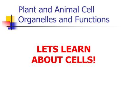 Plant and Animal Cell Organelles and Functions