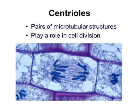 Centrioles Pairs of microtubular structures Play a role in cell division.