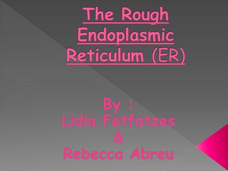 The Rough Endoplasmic Reticulum (ER)
